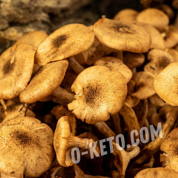 Honey mushrooms Honey mushrooms