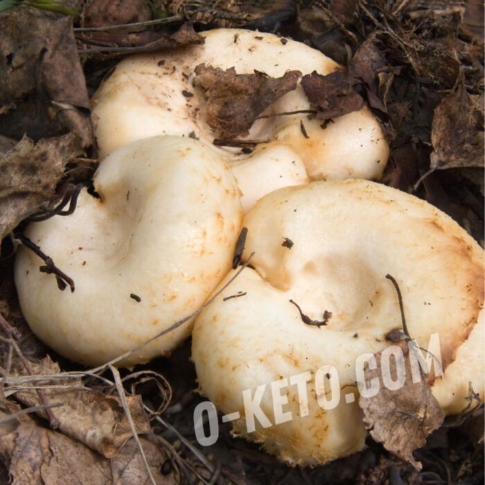 Milk mushrooms Milk mushrooms