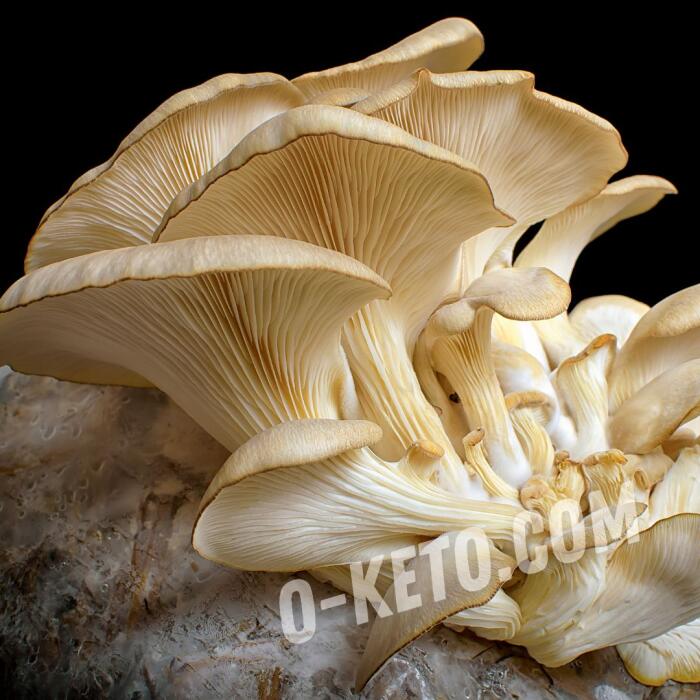 Oyster mushrooms Oyster mushrooms