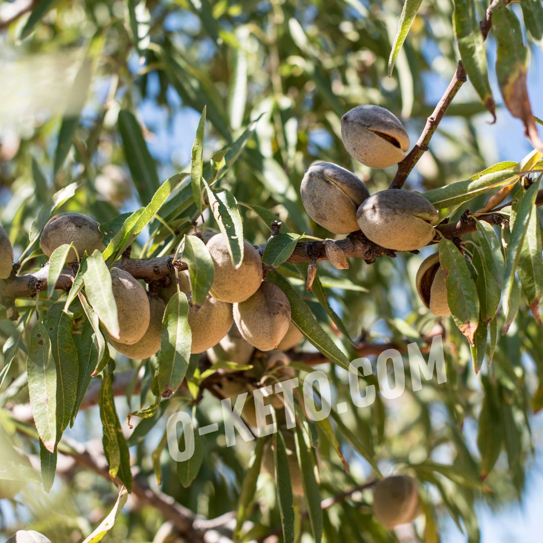 Миндальное дерево