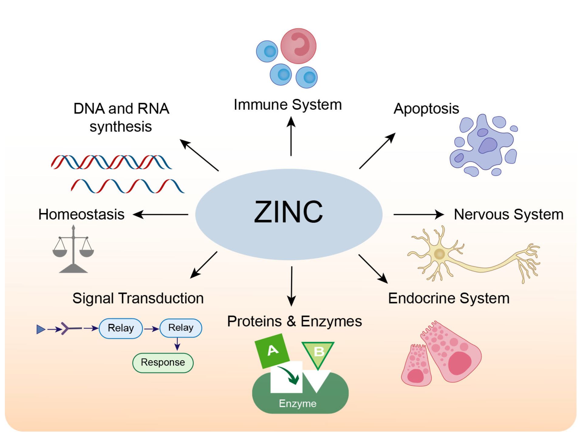 Diagram of the biological role of zinc in the human body. Diagram of the biological role of zinc in the human body.