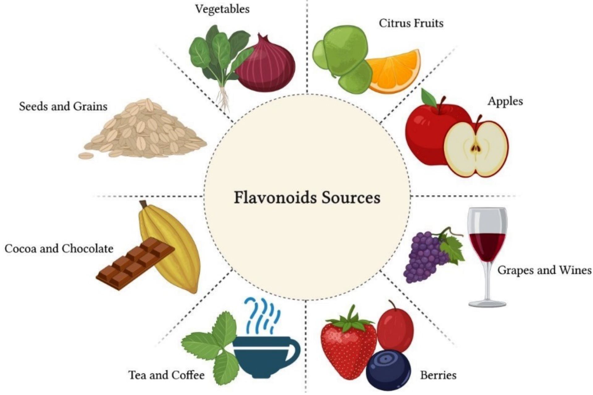 Image of various sources of flavonoids: berries, fruits, and vegetables. Image of various sources of flavonoids: berries, fruits, and vegetables.