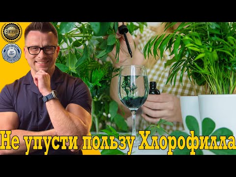 Не упусти всю пользу хлорофилла, как выбрать и правильно пить!
