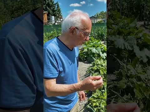 Укроп, эфирные масла