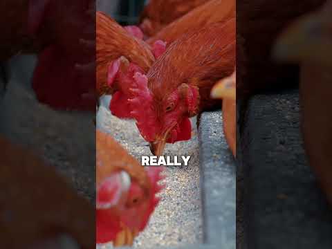 My Chicken Likes Meat More than Grains #drberg #youtubeshorts #farming